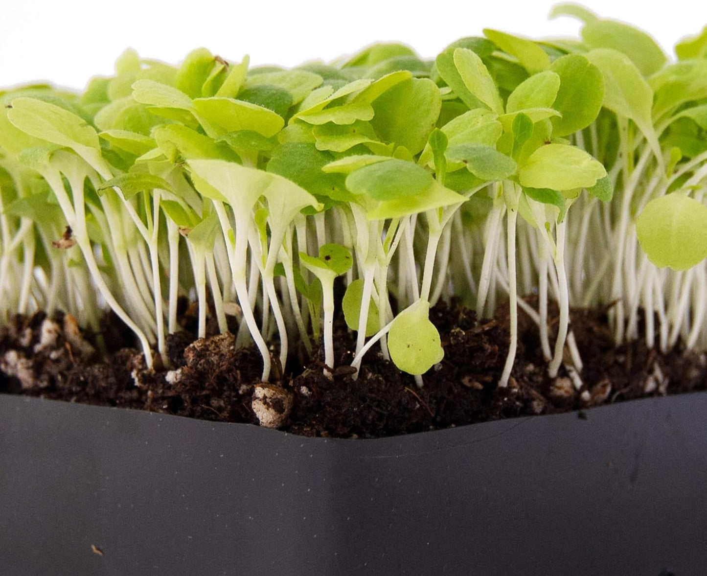 Lettuce: Microgreens Seeds