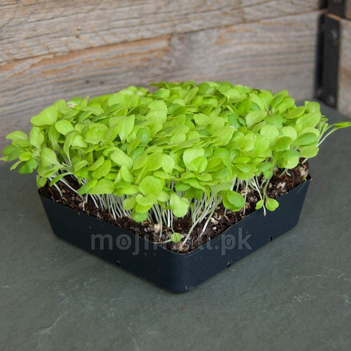 baby lettuce greens