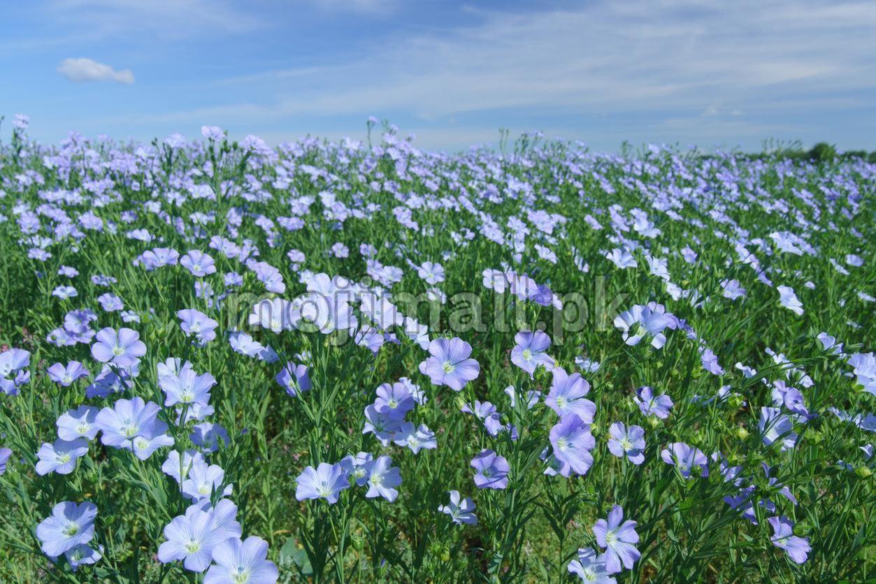 Field of blue Flax flowers under a clear blue sky
