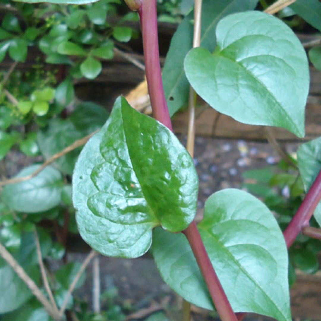 Malabar (مالابار پالک کے بیج) Spinach Seeds – Red Stem