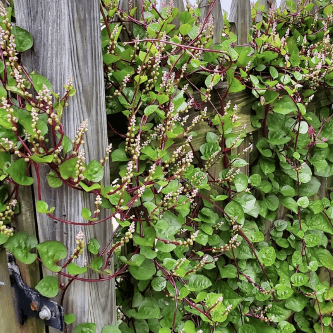 Malabar (مالابار پالک کے بیج) Spinach Seeds – Red Stem