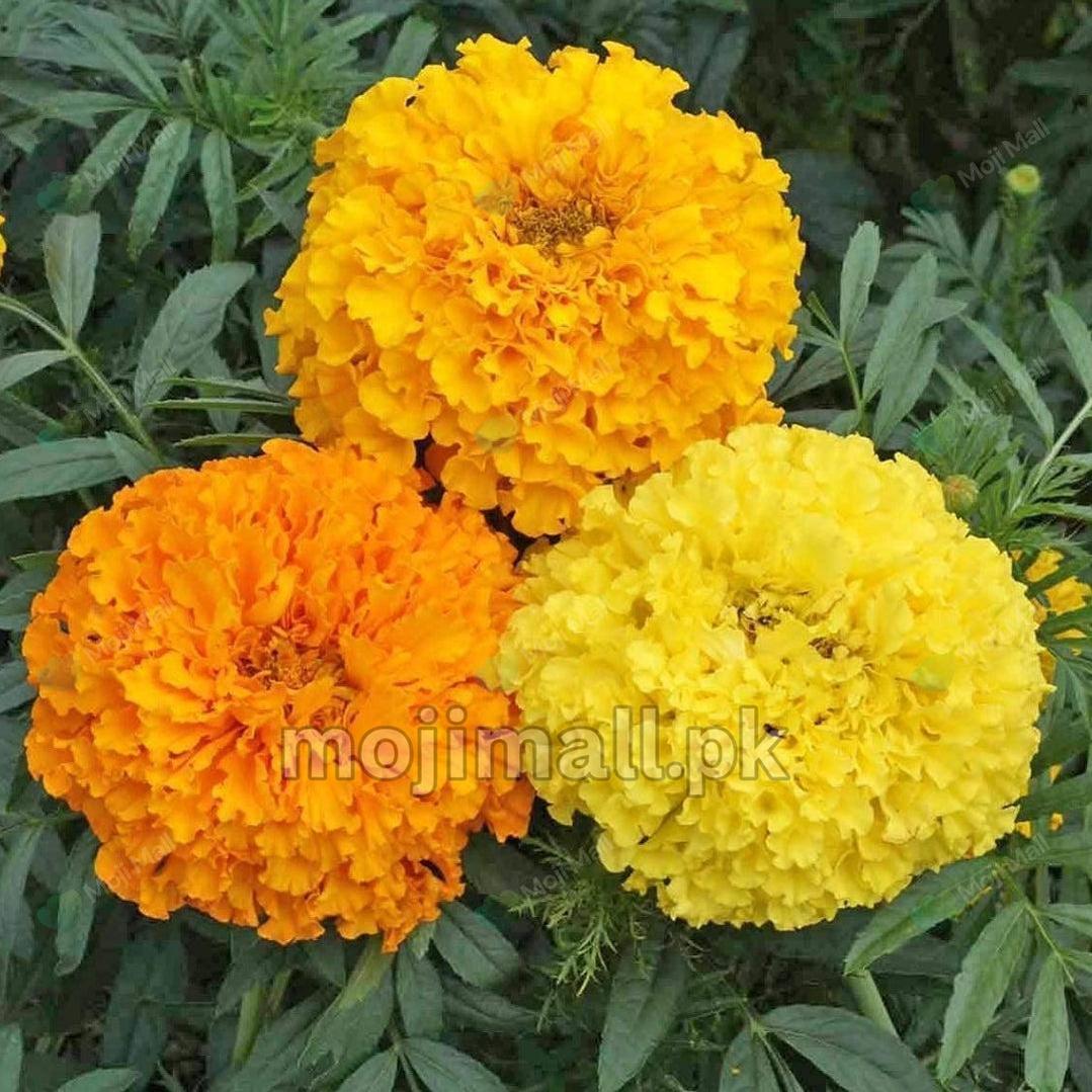 A group of marigold flowers with large, vibrant blooms in shades of yellow, orange, and gold by moji mall