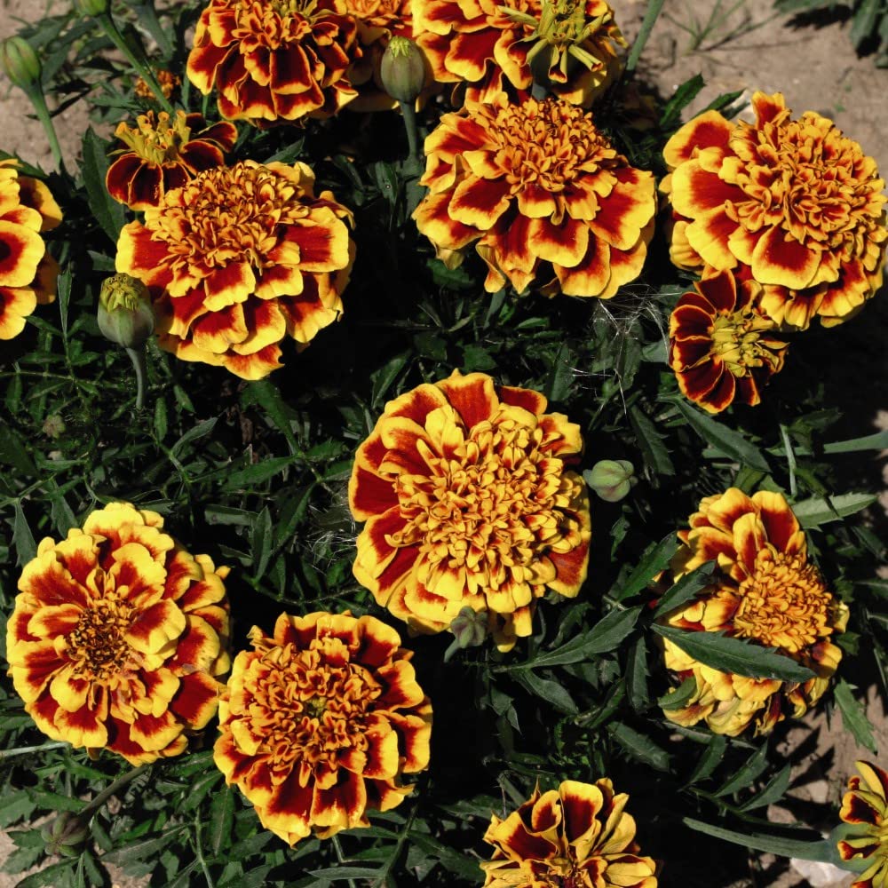 French Marigold (Flame) Seeds