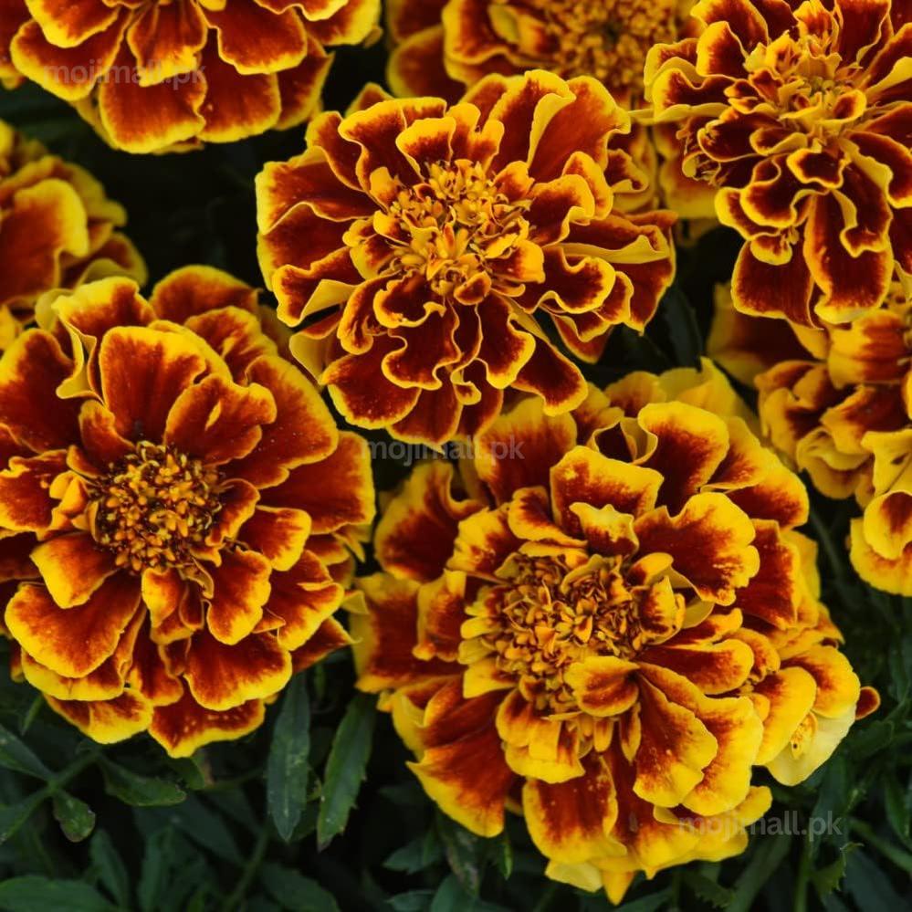 French Marigold Flame (گل جعفری) – Seeds-Moji Mall