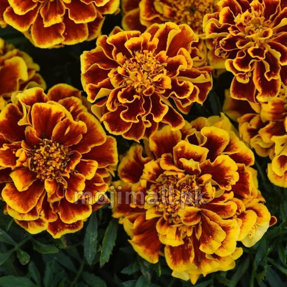 French Marigold Flame (گل جعفری) – Seeds-Moji Mall