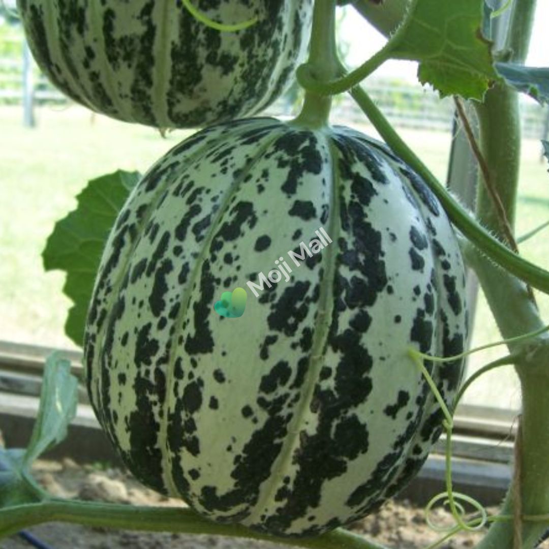 Melon Orange Ananas - 15 Seeds (SWEET)