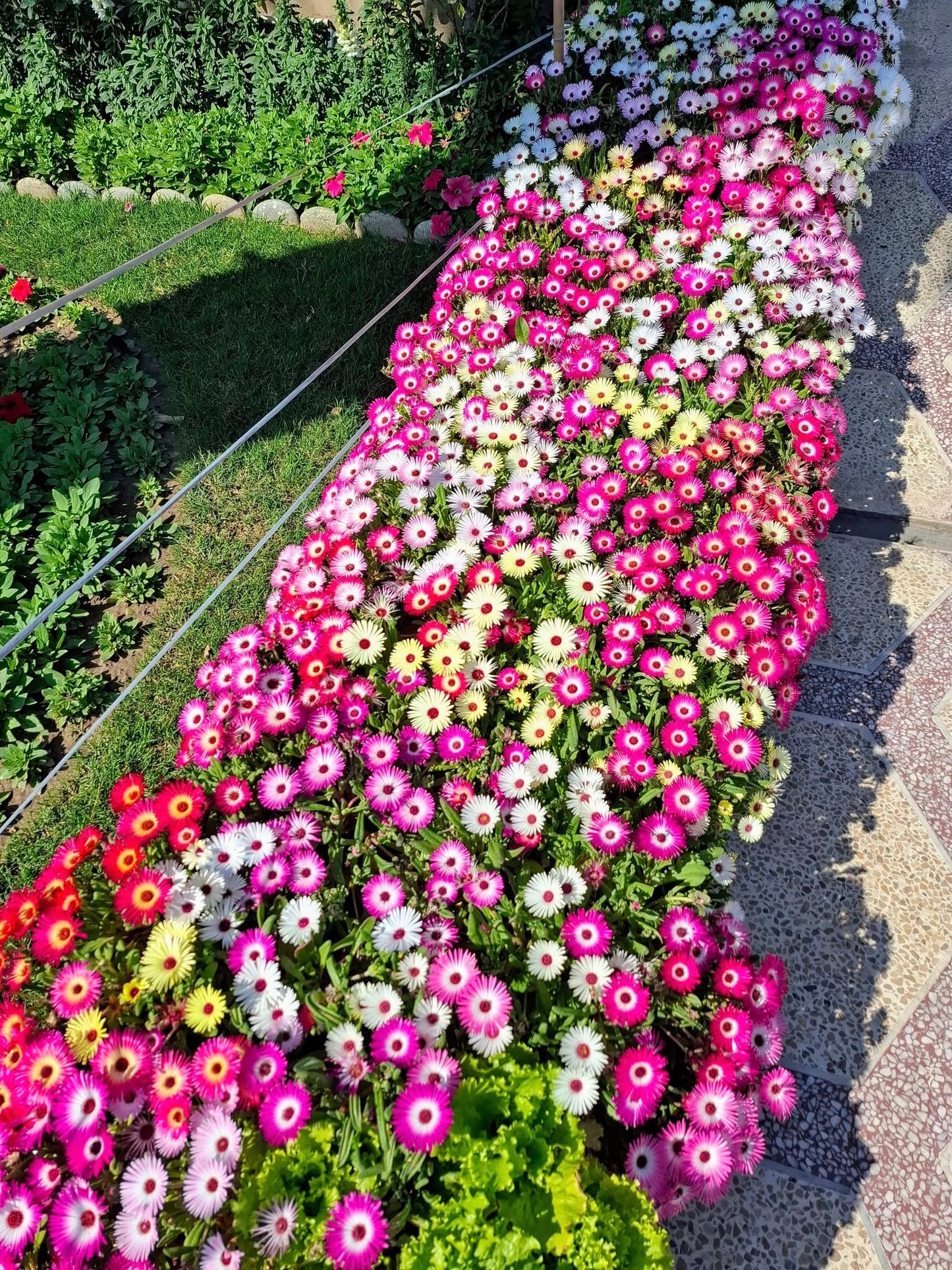 Mesembryanthemum (ice Plant) Mix – 100+ Seeds