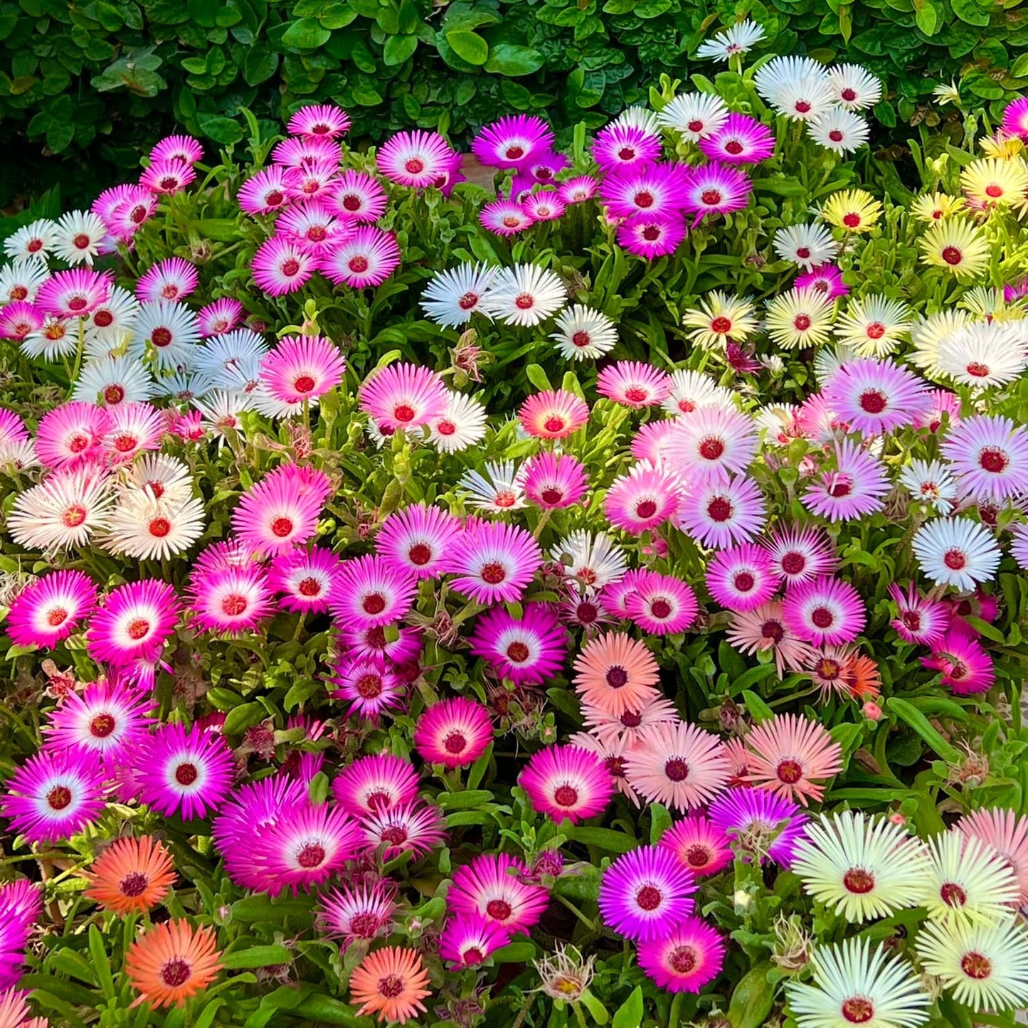 Mesembryanthemum (ice Plant) Mix – 100+ Seeds