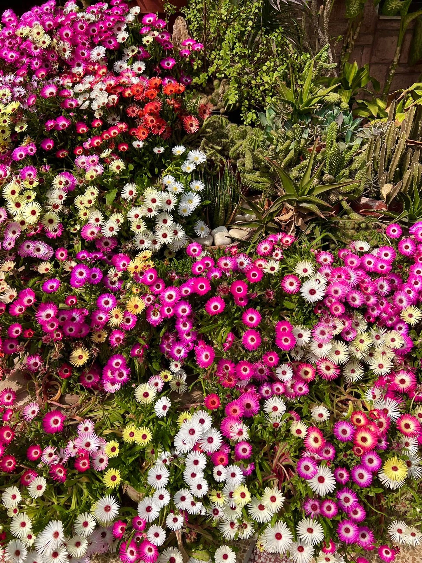 Mesembryanthemum (ice Plant) Mix – 100+ Seeds