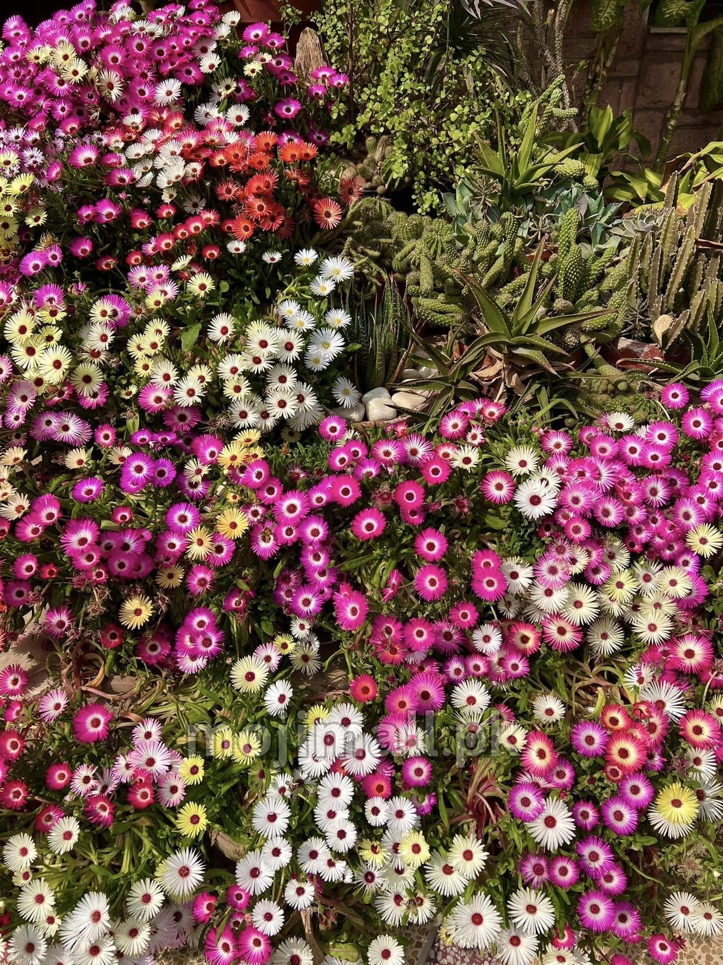 Mesembryanthemum (ice Plant) Mix – 100+ Seeds (WINTER)-Moji Mall