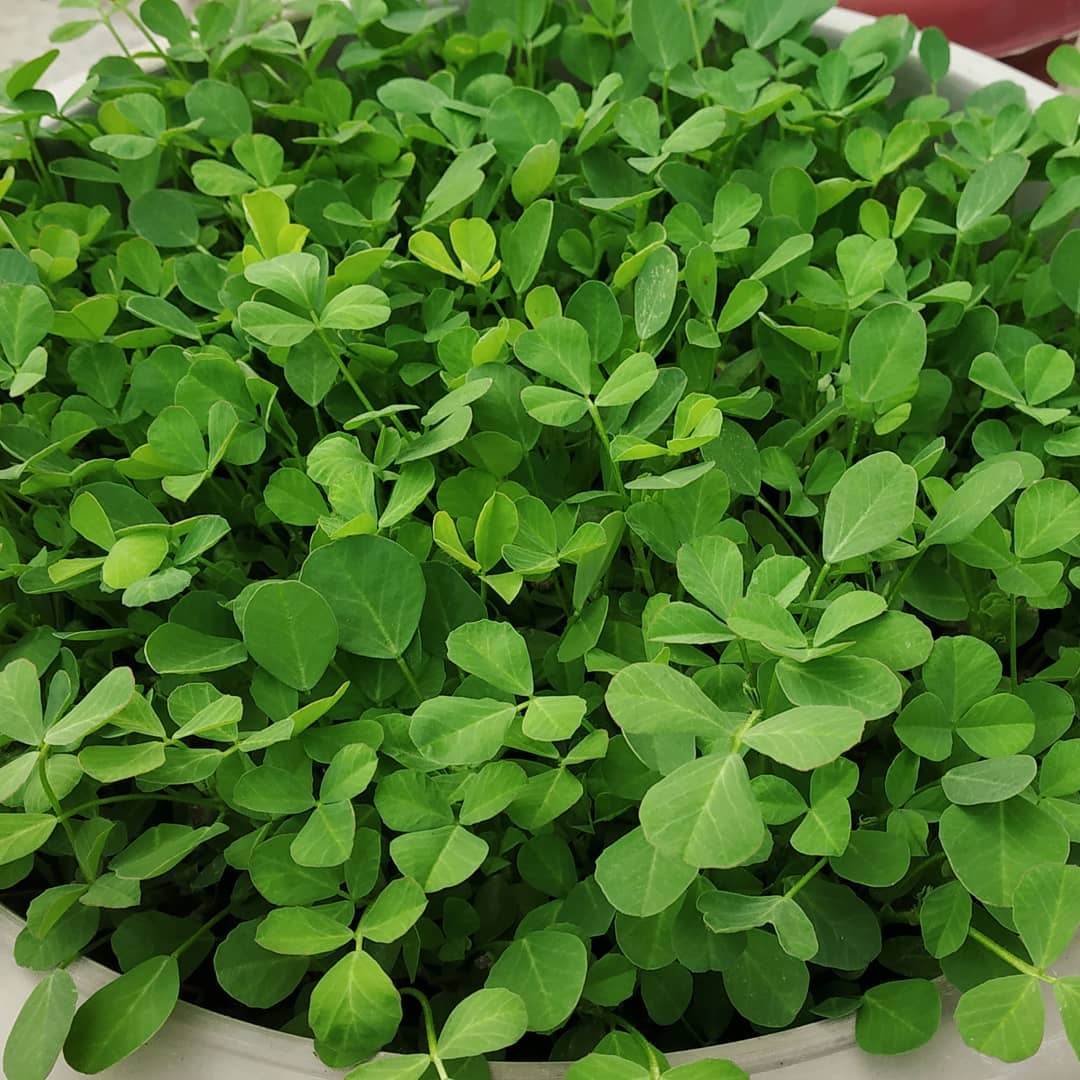 Fenugreek (methi) plants grown from seeds, thriving with lush green leaves, ready for harvest in garden.