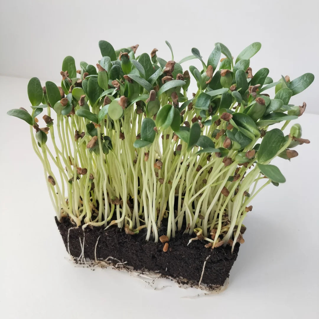 Fenugreek: Microgreens Seeds