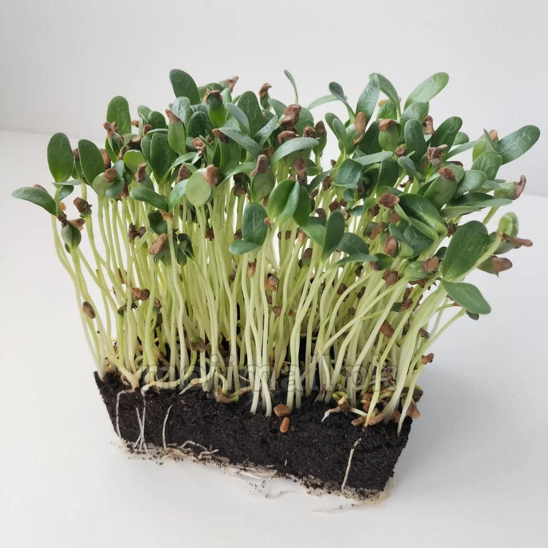 Fenugreek: Microgreens Seeds-Moji Mall