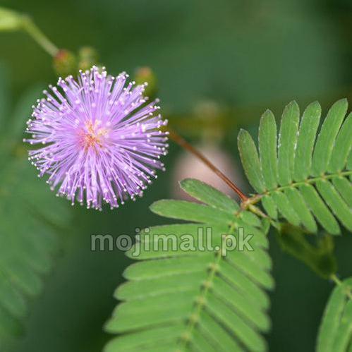 A pale pink puffball flower beside paired green leaflets illustrates Moji Mall’s Touch Me Not seeds in Pakistan