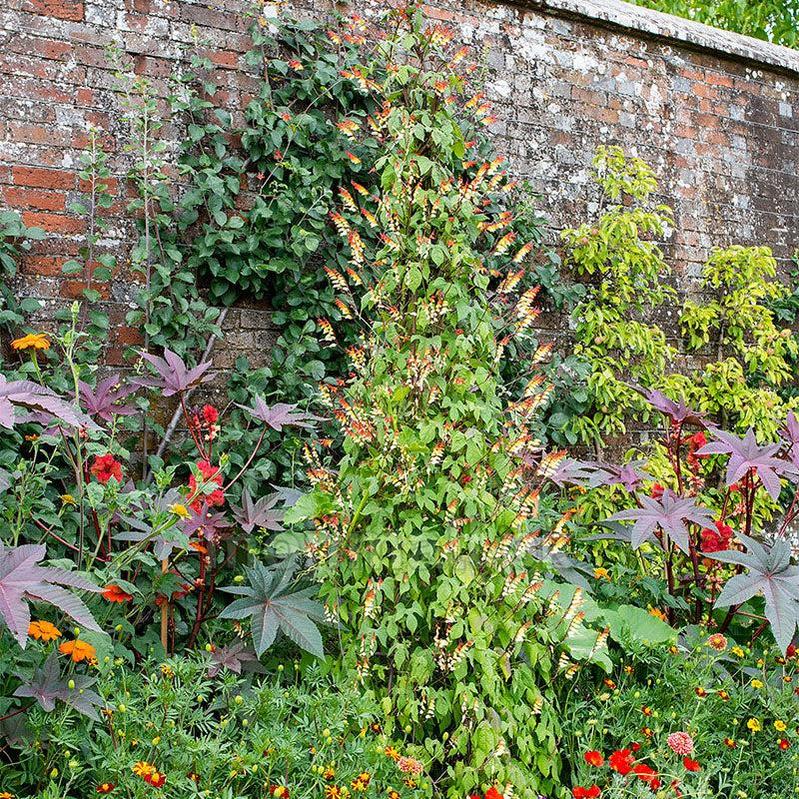 Mina Lobata Vine – Seeds-Moji Mall