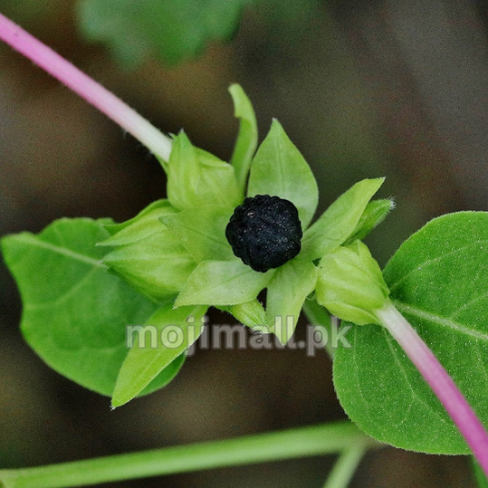 Black wrinkled seed among green bracts, shown in Moji Mall’s 4 O’Clock Bicolor Mix seeds listing in Pakistan.