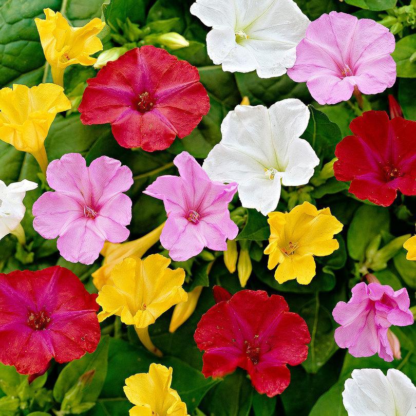 4 O'Clock Flower Seeds – Mirabilis Jalapa Mix – Fragrant Evening Blooms