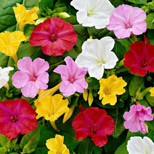 4 O'Clock Flower Seeds – Mirabilis Jalapa Mix – Fragrant Evening Blooms