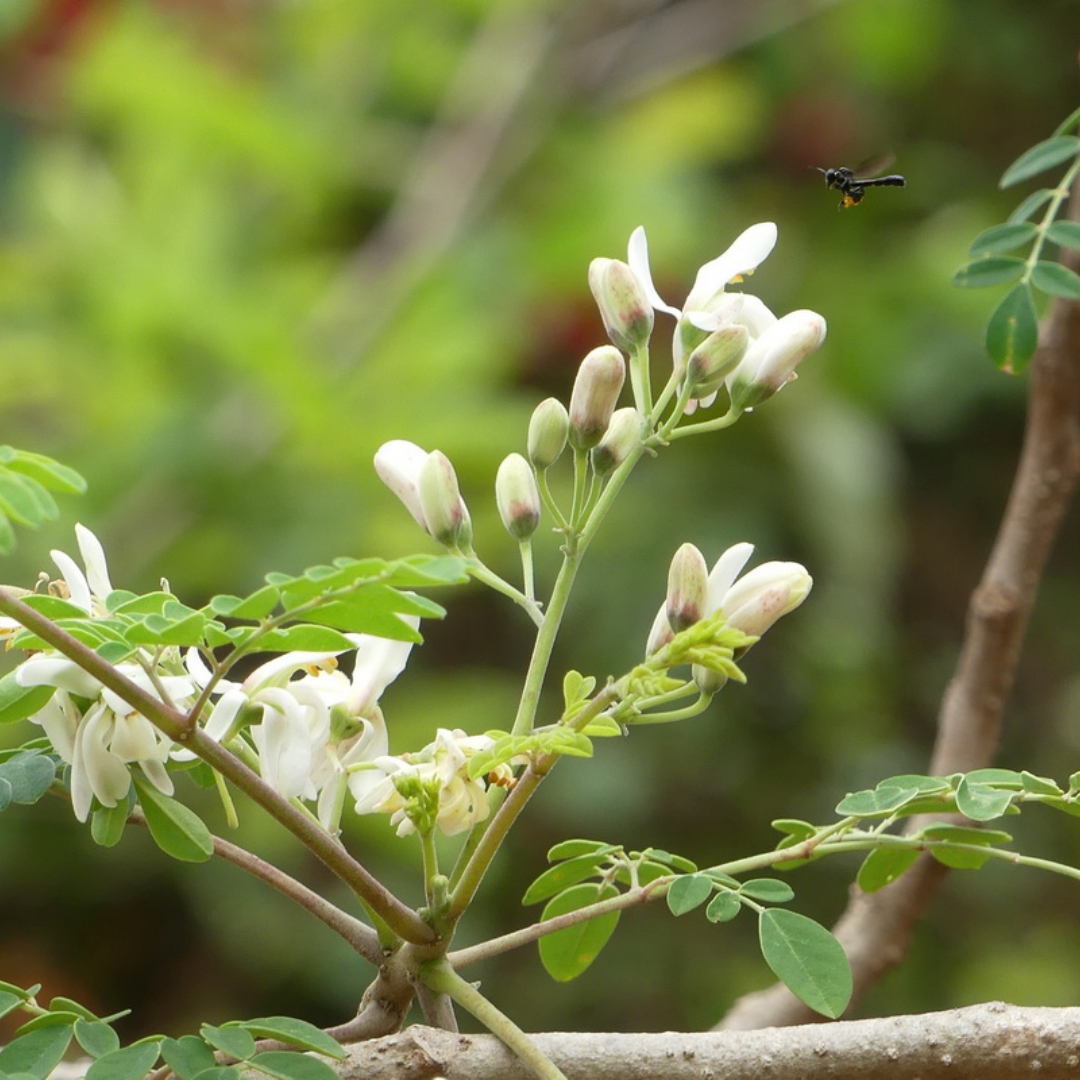 Moringa (سوہانجنا) - Seeds