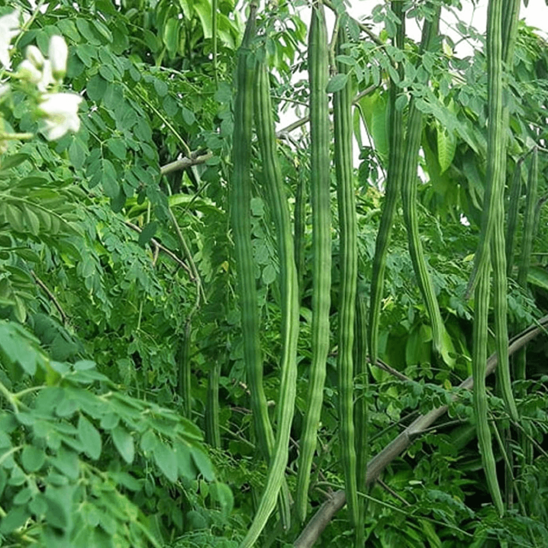 Moringa (سوہانجنا) – 20+ Tree Seeds