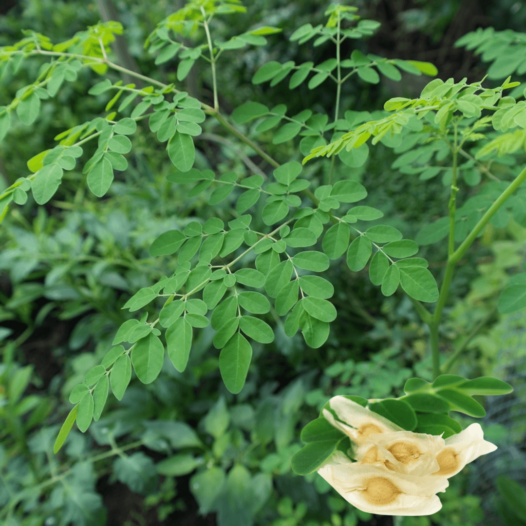 Moringa (سوہانجنا) – 20+ Tree Seeds