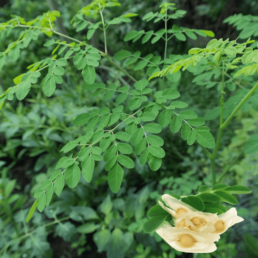 Moringa (سوہانجنا) – 20+ Tree Seeds