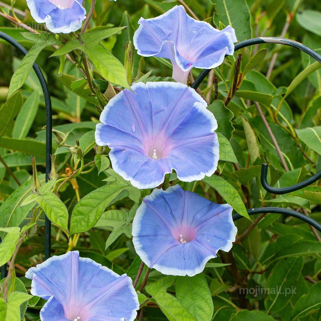 Morning Glory (Morning Call Blue with White Edge) – 5 Seeds-Moji Mall