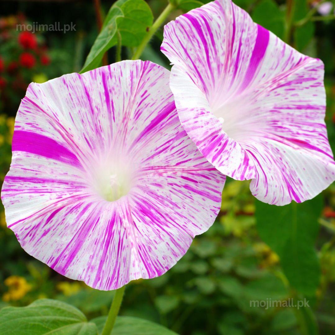 Morning Glory (Venice Pink) – Buzzy Seeds (Imported - Limited Pack)-Moji Mall