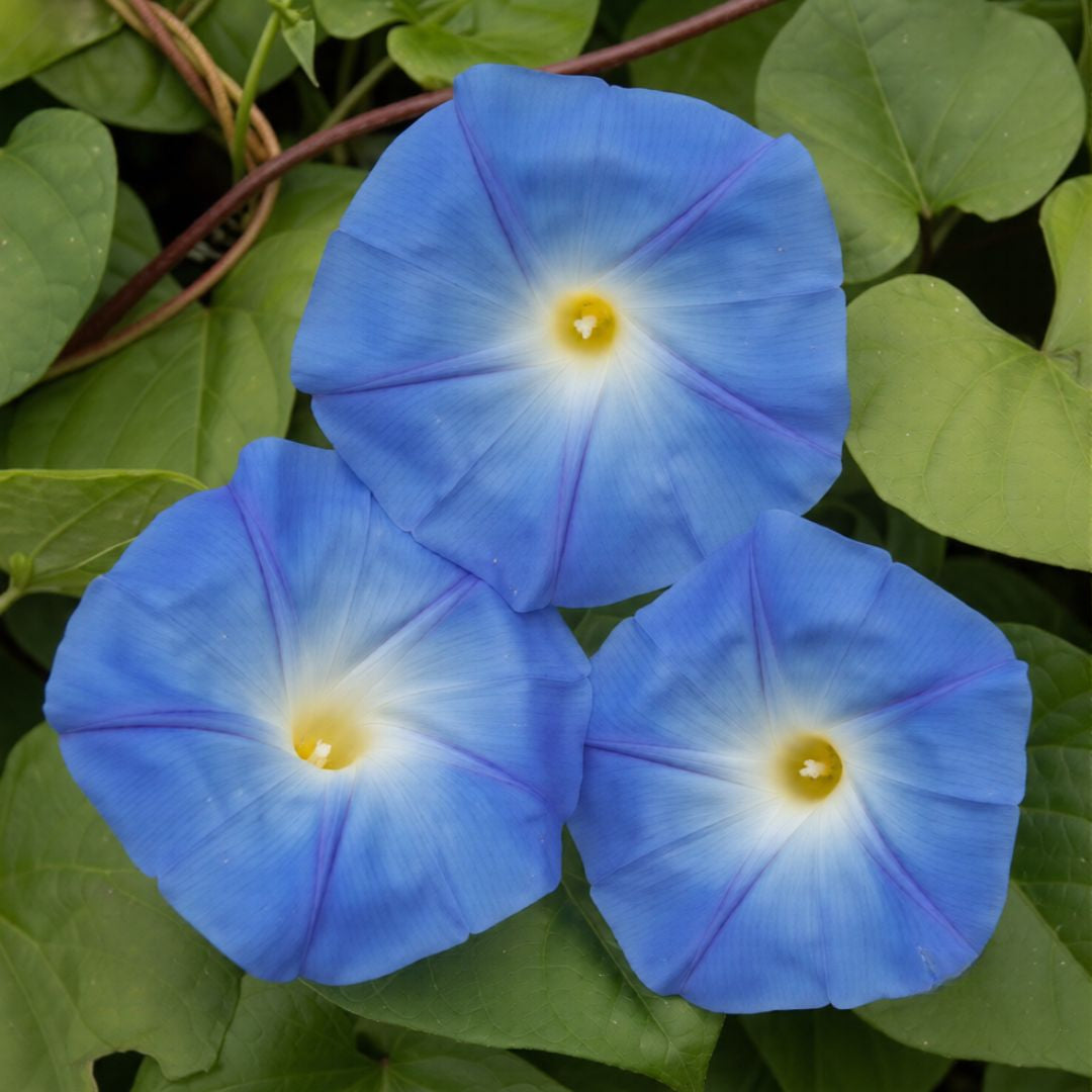 Morning Glory Heavenly Blue 10+ Seeds