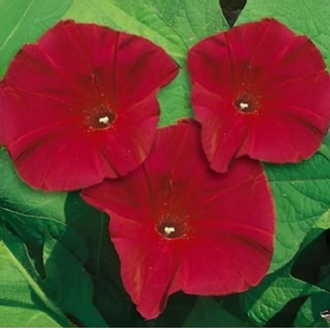 Morning Glory Ipomea Scarlet O’Hara 10 Seeds