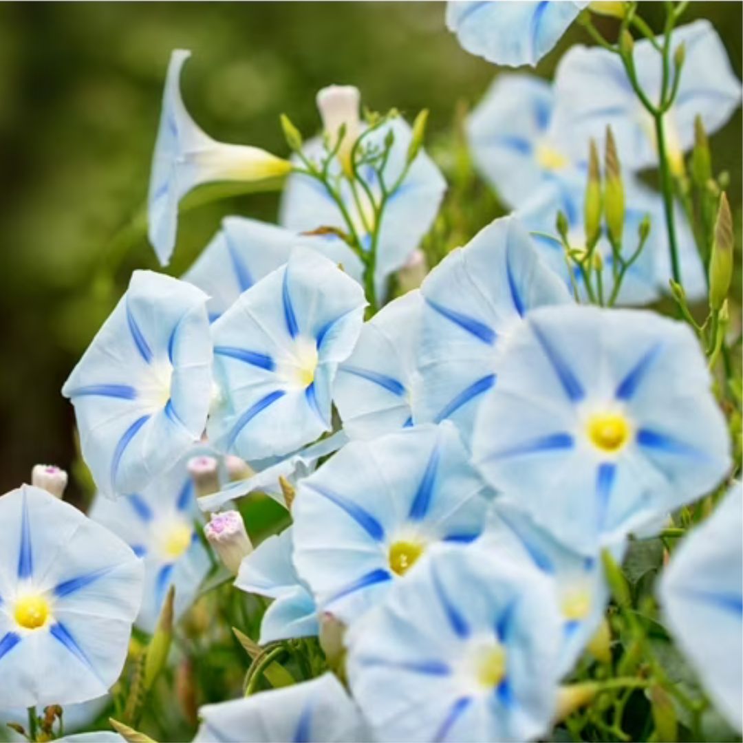 Morning Glory Ismay 5 Seeds