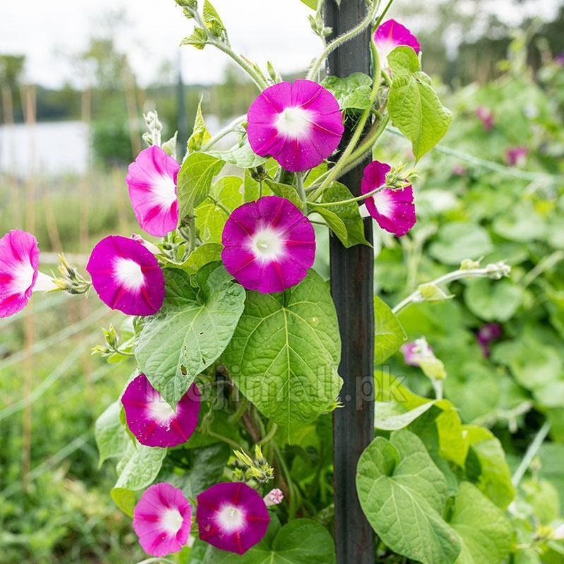 Crimson Rambler morning glory vine displaying deep crimson-red trumpet-shaped blooms with bright white throats in Pakistan by Moji Mall.