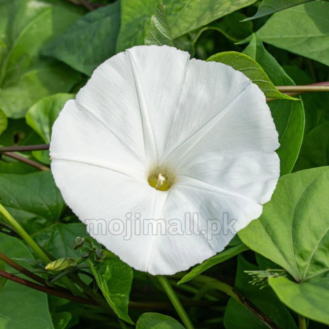 Morning Glory Pearly Gates large pearl-white trumpet flower on a climbing vine