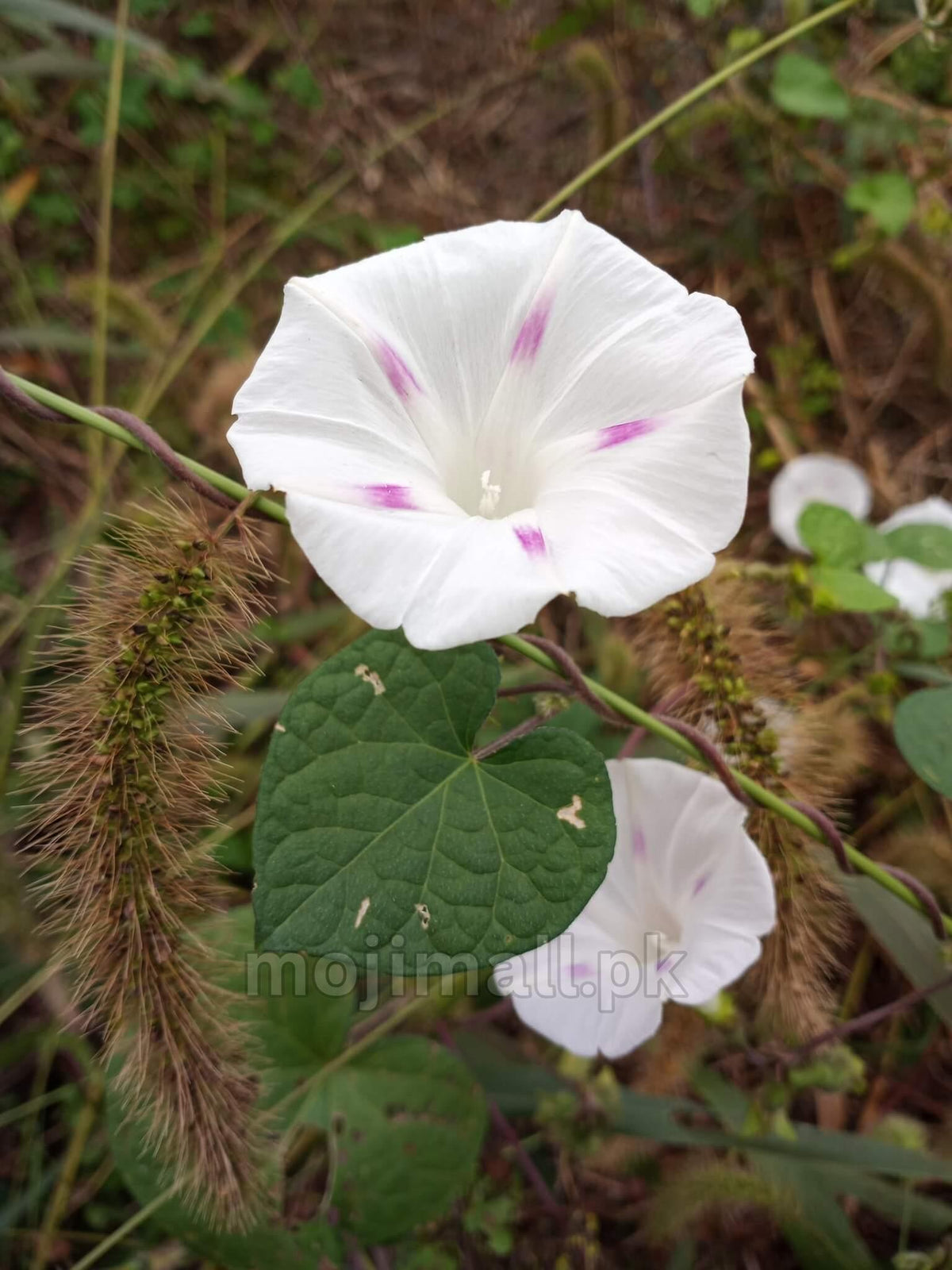 Morning Glory (Pink Pastel Star) – 10 Seeds-Moji Mall