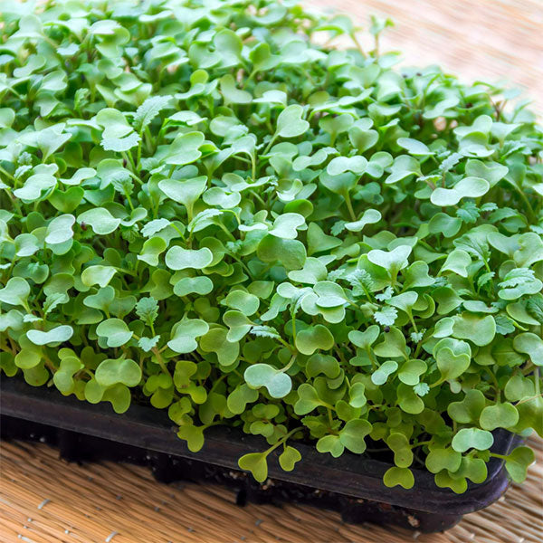 Mustard - Microgreens Seeds
