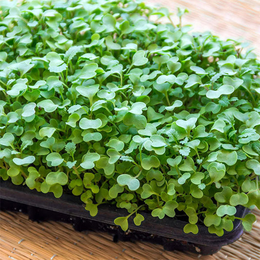 Mustard: Microgreens Seeds