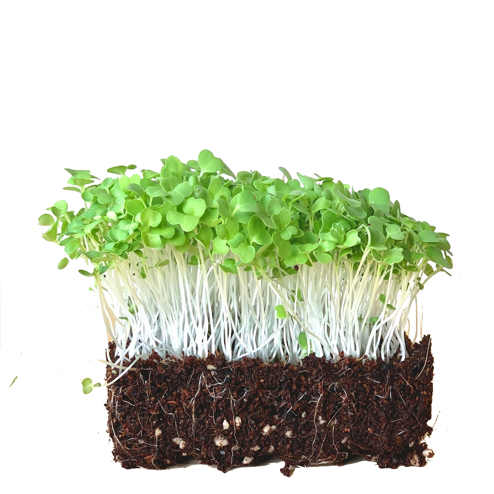 Mustard - Microgreens Seeds