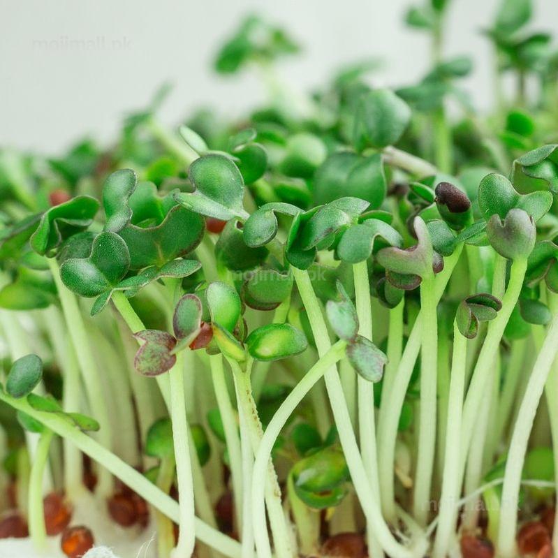 Mustard: Microgreens Seeds-Moji Mall