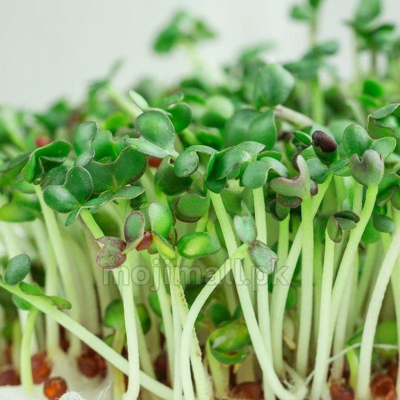 Mustard: Microgreens Seeds-Moji Mall