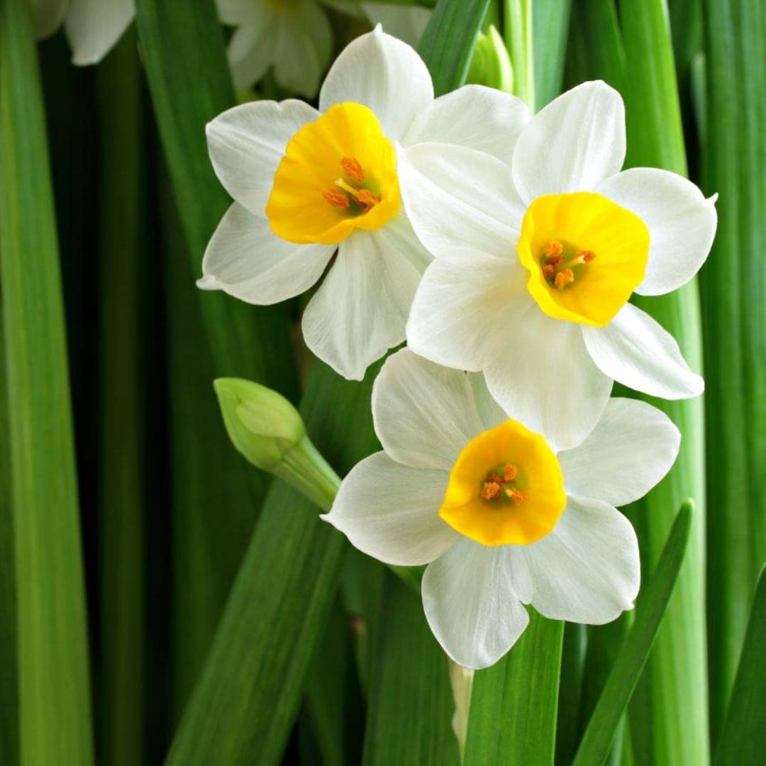 Daffodil (Nargis, گلِ نرگَس) - Bulbs (WINTER)