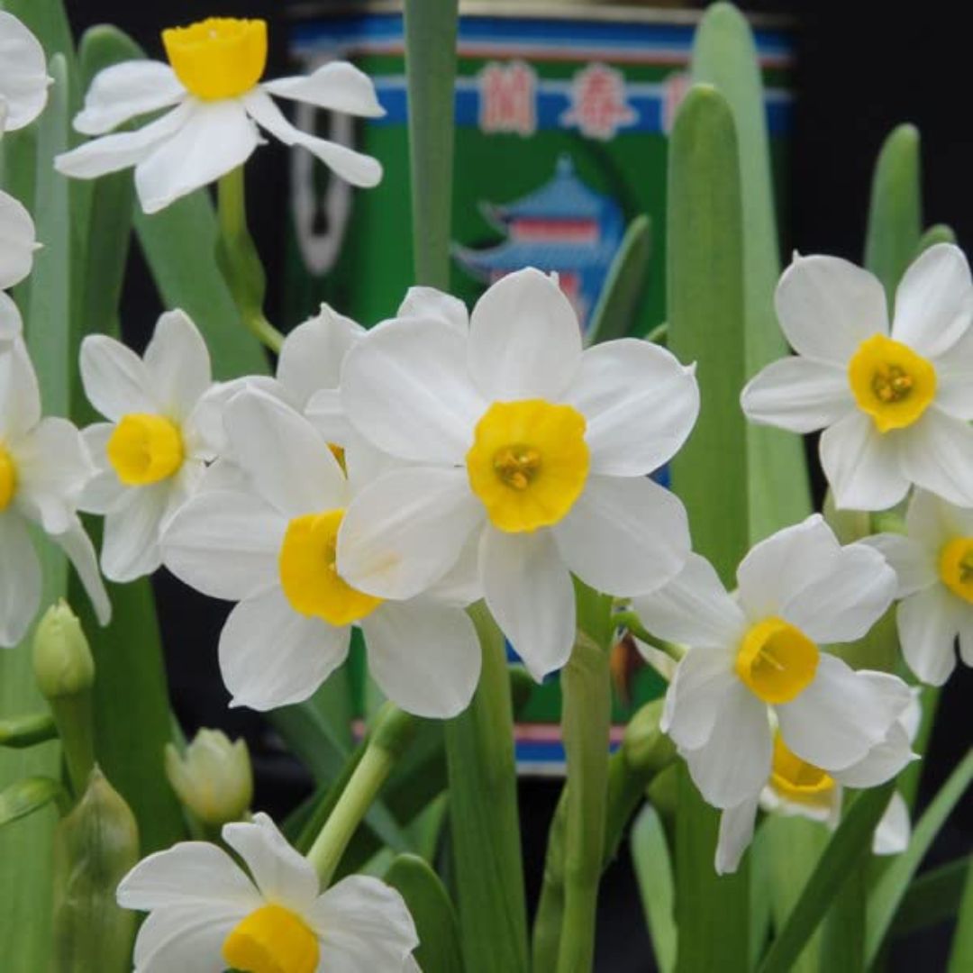 Daffodil (Nargis, گلِ نرگَس) - Bulbs (WINTER)