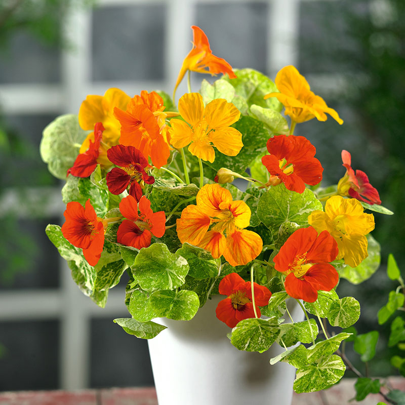 Nasturtium Mix – 6 Seeds