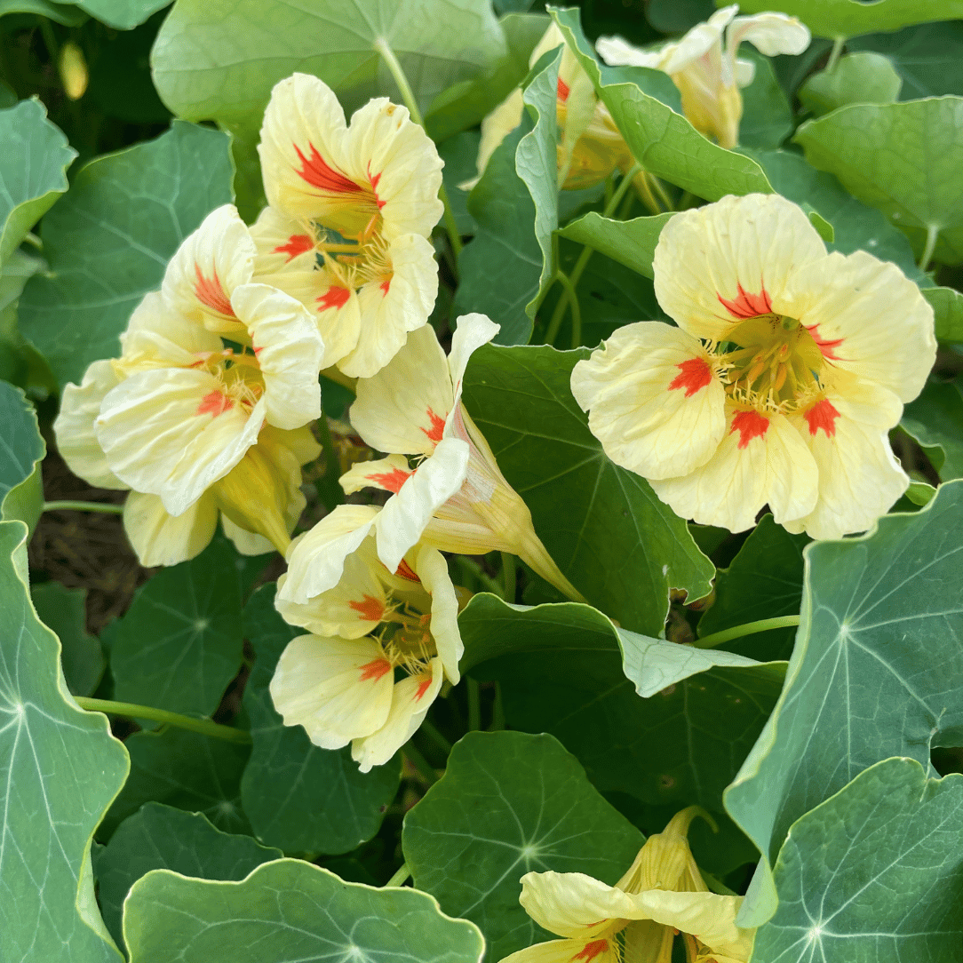 Nasturtium Peach Melba flowers with red centers surrounded by green leaves