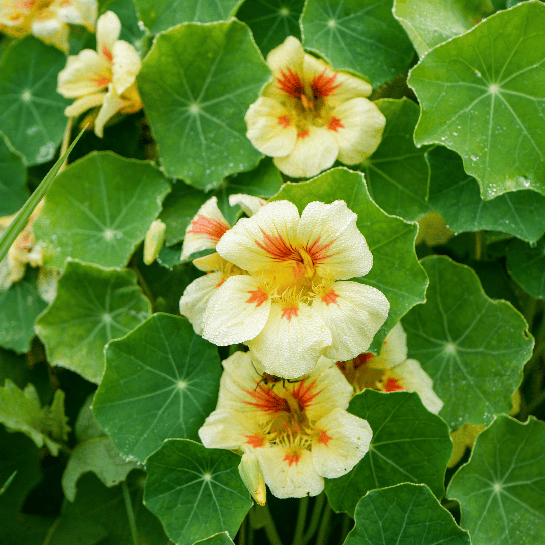 Close-up of yellow flowers with red centers surrounded by green leaves