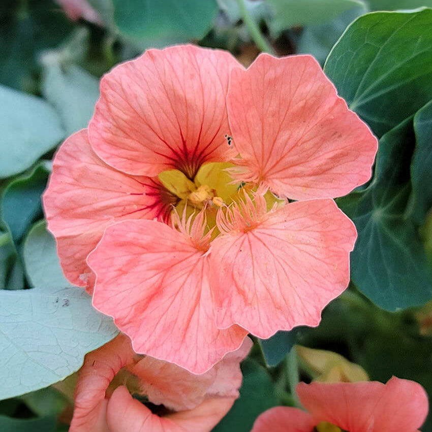 Close-up of a nasturtium salmon baby with green leaves in the background
