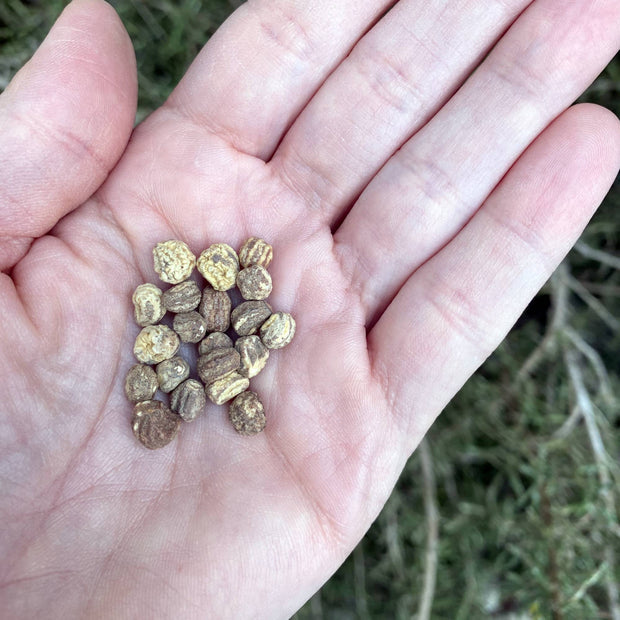 Nasturtium Mix – 6 Seeds
