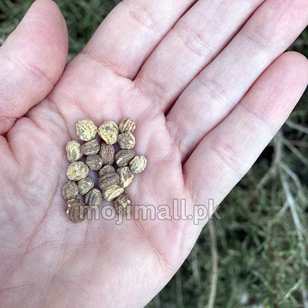 Nasturtium Mix – 6 Seeds (WINTER)-Moji Mall