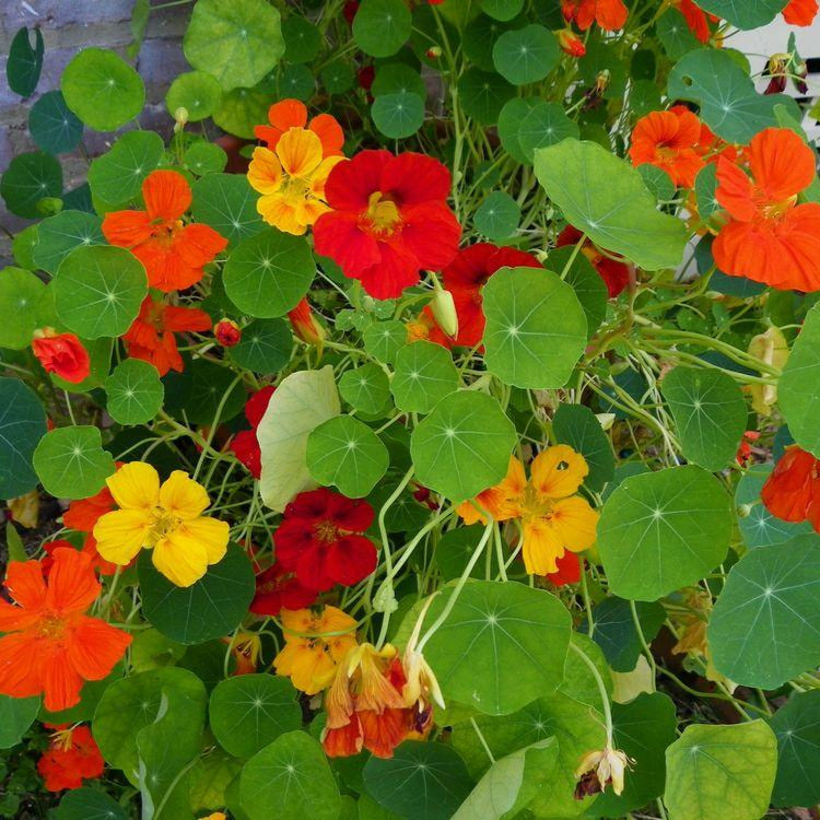 Nasturtium (Jewel Mixed) - 6 Seeds (WINTER)