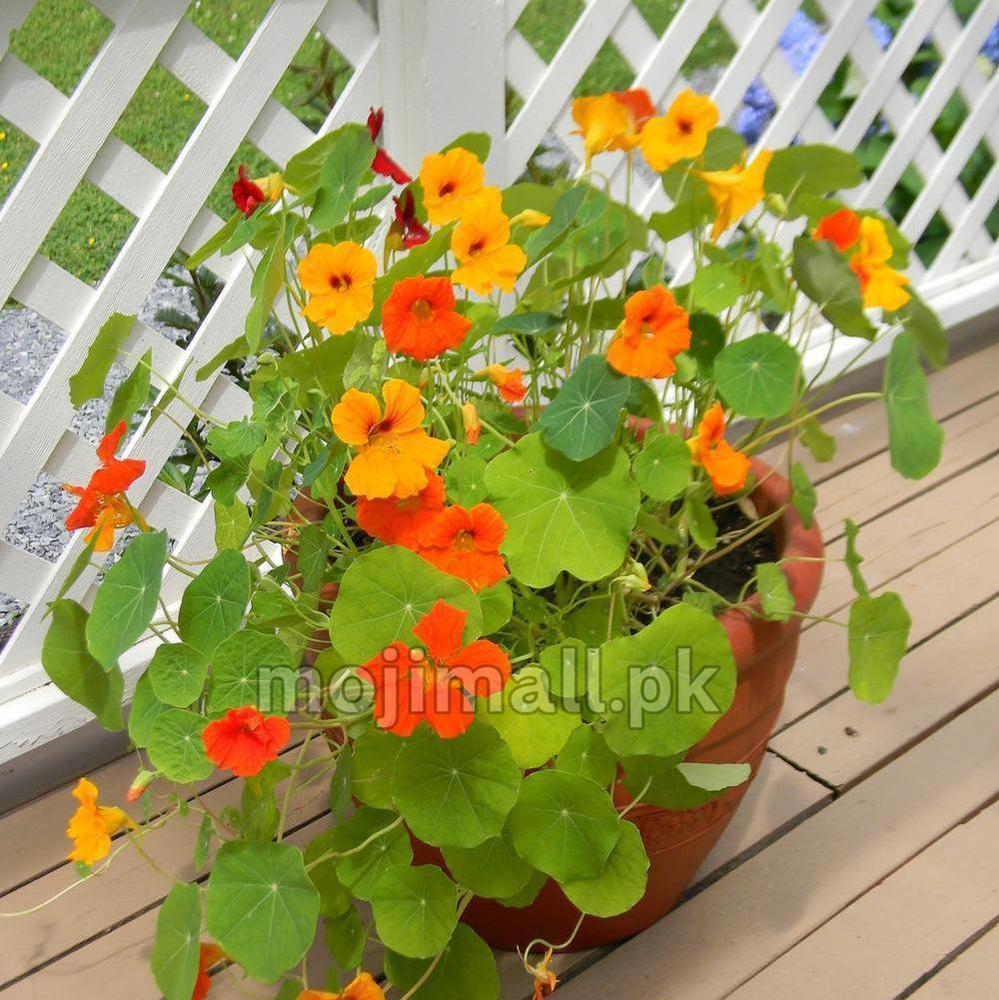 Nasturtium Mix – 6 Seeds (WINTER)-Moji Mall