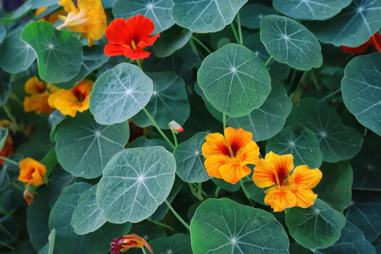 Nasturtium flowers with green leaves